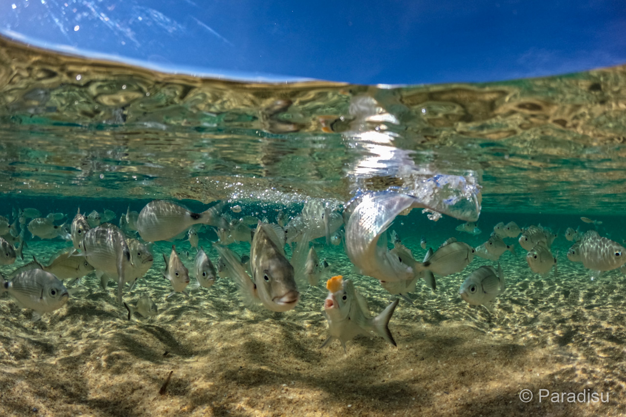Fische auf den Lavezzi Inseln