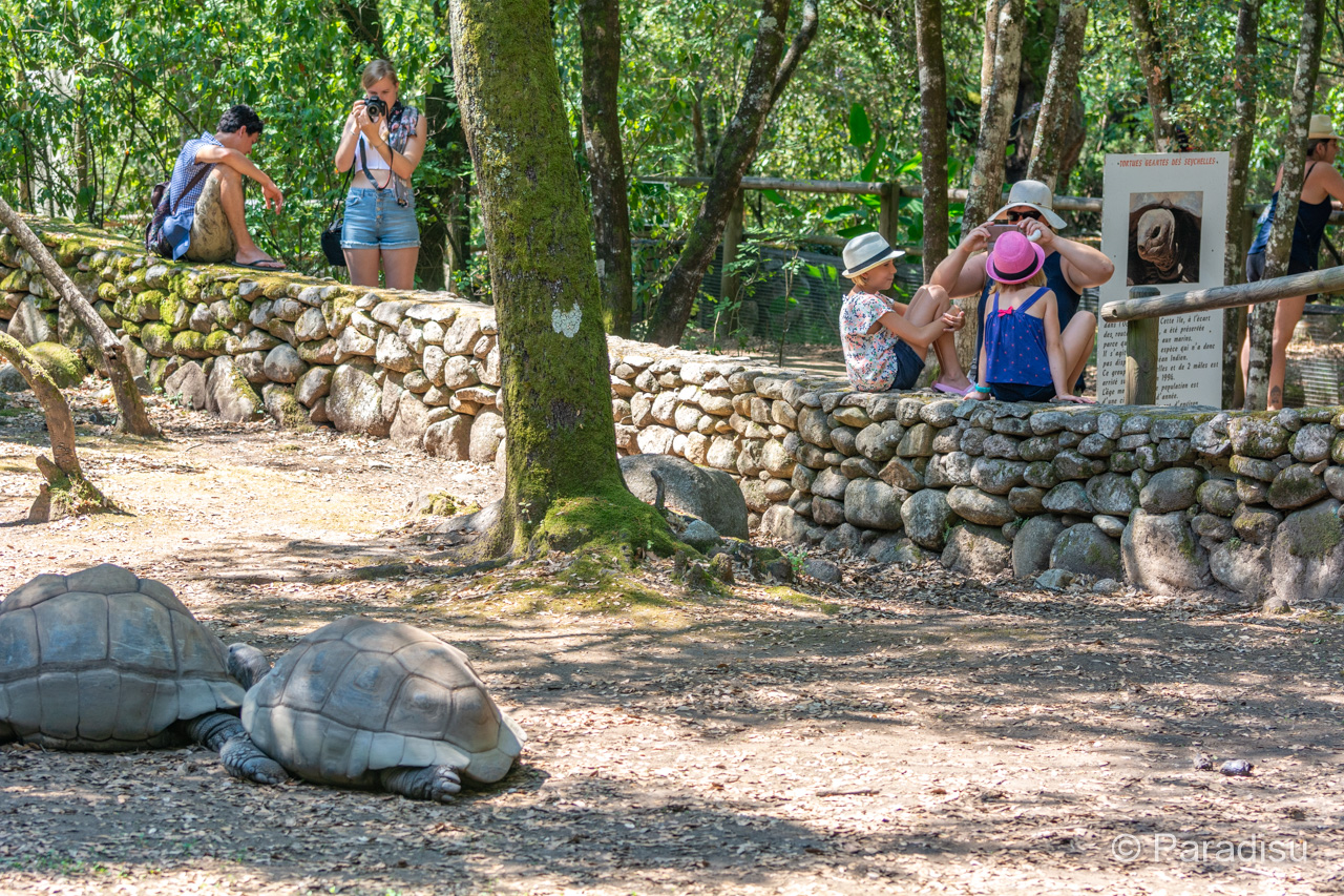 Schildkrötenpark A Cupulatta