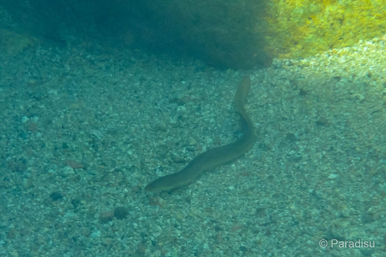 Aal in einem korsischen Fluss