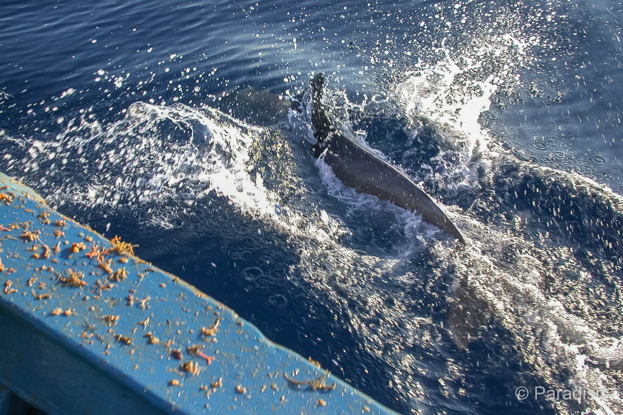 Delfin an der Küste von Korsika - dauphin
