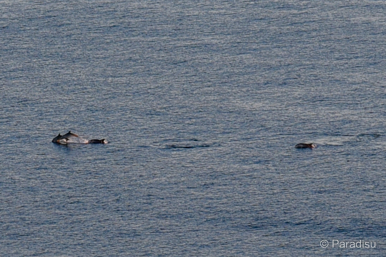 Korsika im Winter - Delfine im Golf von Ajaccio