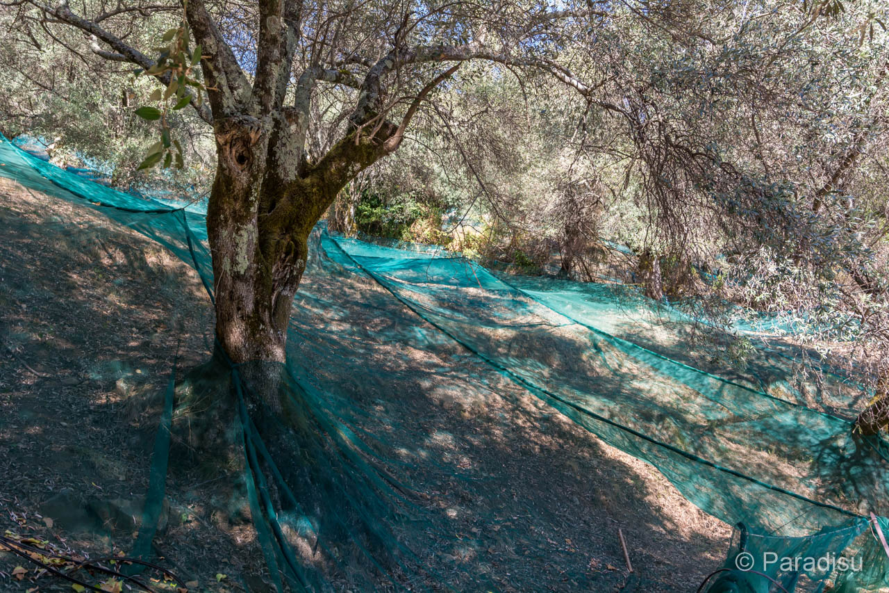 Olivenbäume mit Netzen auf Korsika