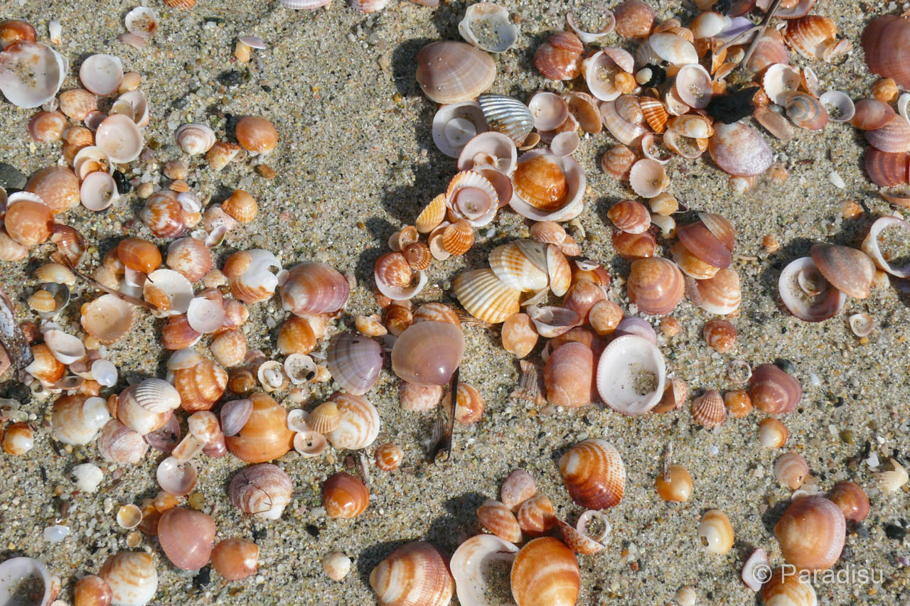 Muscheln am Strand von Pinia
